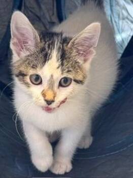 Quesadilla -  Tiger Cat for Adoption in Sidney, Ohio - Quesadilla | PetCurious