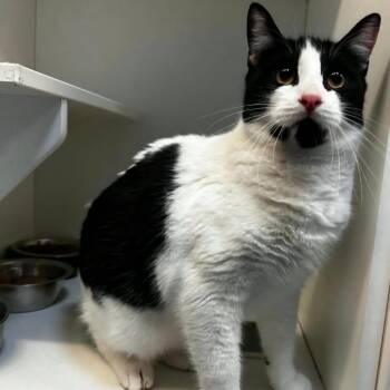 Noodle -  Domestic Short Hair Cat for Adoption in Newcastle, Oklahoma - Noodle | PetCurious