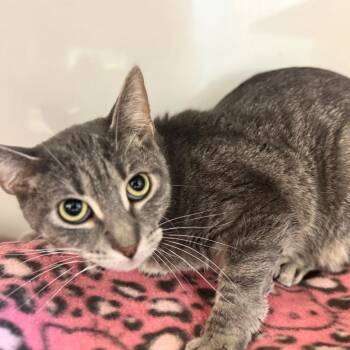 Domestic Short Hair Cats Available for Adoption - Grayson | PetCurious