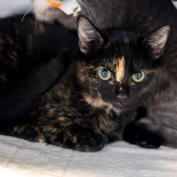 Star -  Domestic Short Hair Cat for Adoption in Wilmington, Delaware - Star | PetCurious