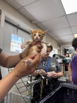 Domestic Short Hair Cats Available for Adoption in Pomona, New York - Scarlet | PetCurious