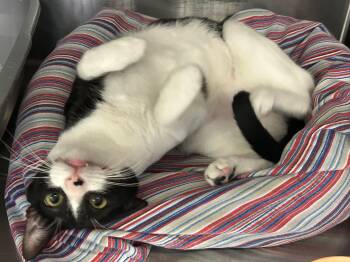Domestic Short Hair Cats Available for Adoption in Sudbury, Massachusetts - Oreo | PetCurious