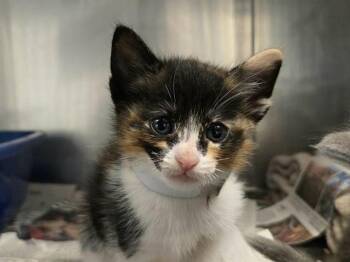 Domestic Short Hair Cats Available for Adoption in Martinez, California - A1046264 | PetCurious