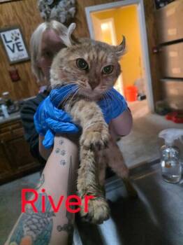 Rescue Highland Fold Cats for Adoption in Zimmerman, Minnesota - River | PetCurious