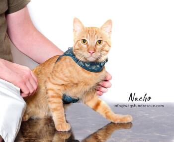 Rescue Tabby Cats for Adoption in Houston, Texas - Nacho | PetCurious