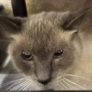 Jack -  Siamese Cat for Adoption in Owosso, Michigan - Jack | PetCurious