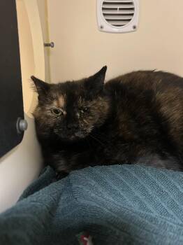 Domestic Short Hair Cats Available for Adoption - Puff | PetCurious