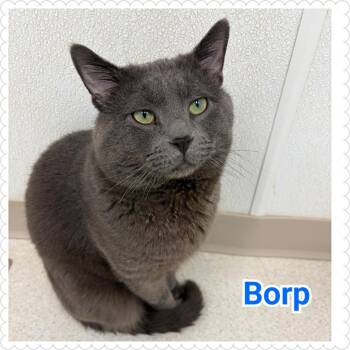 Domestic Short Hair Cats Available for Adoption - Borp | PetCurious