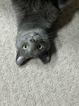Rescue Domestic Short Hair and Russian Blue Cats for Adoption - Noah 1124 | PetCurious