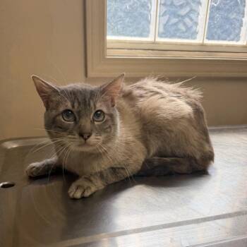 TUSC-Stray-85435 -  Siamese Cat for Adoption in Tuscaloosa, Alabama - TUSC-Stray-85435 | PetCurious