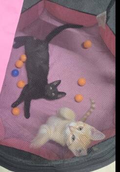 Wembley & Eddy -  Domestic Short Hair Cat for Adoption in Lucknow, Ontario - Wembley & Eddy | PetCurious
