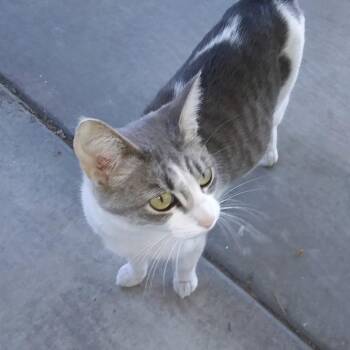 Domestic Short Hair Cats Available for Adoption in Las Vegas, Nevada - Josephine | PetCurious