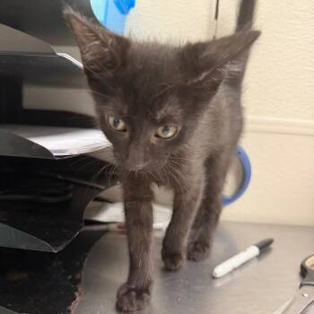 Feline -  Domestic Short Hair Cat for Adoption in Columbiana, Alabama - Feline | PetCurious