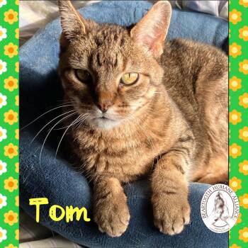 Domestic Short Hair Cats Available for Adoption in Red Lodge, Montana - Tom | PetCurious