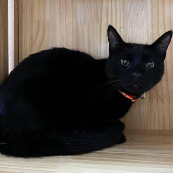 Cobweb -  Domestic Short Hair Cat for Adoption in Yucca Valley, California - Cobweb | PetCurious