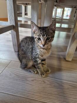 Ring-a-Ling -  Domestic Short Hair and Tabby Cat for Adoption in Columbus, Minnesota - Ring-a-Ling | PetCurious