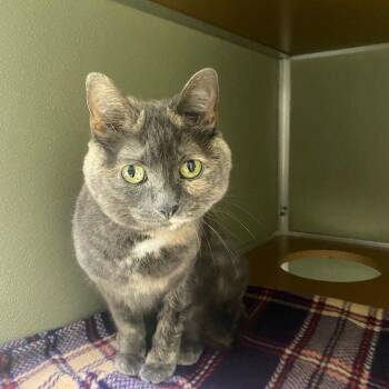 American Shorthair Cats Available for Adoption - Strawberry Shortcake | PetCurious