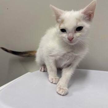 Emerald Jade Green Ball -  Domestic Short Hair Cat for Adoption in Chattanooga, Tennessee - Emerald Jade Green Ball | PetCurious