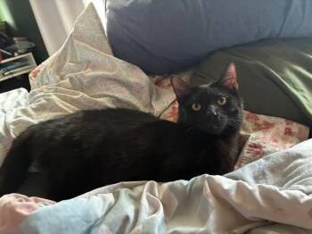 Rescue Domestic Short Hair Cats for Adoption in Mokena, Illinois - Cubbie | PetCurious
