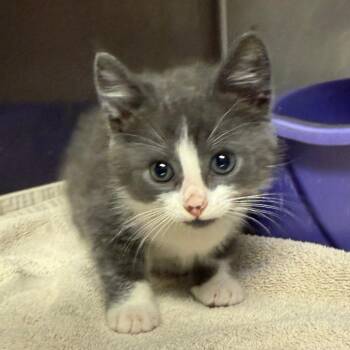 Gabbie c26-036 -  Domestic Short Hair Cat for Adoption in Elbow Lake, Minnesota - Gabbie C26-036 | PetCurious