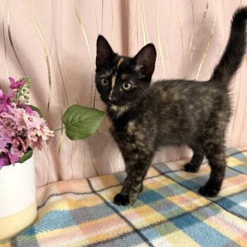 Ducati -  Tortoiseshell Cat for Adoption in Long Beach, Mississippi - Ducati | PetCurious