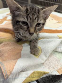 Domestic Short Hair Cats Available for Adoption - Zella | PetCurious