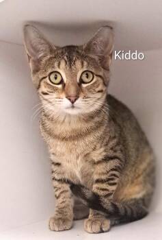 Kiddo -  Tiger Cat for Adoption in Buffalo, New York - Kiddo | PetCurious