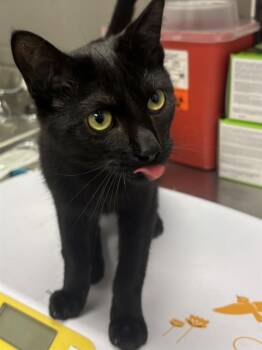GANGLE -  Domestic Short Hair Cat for Adoption in Indianapolis, Indiana - GANGLE | PetCurious