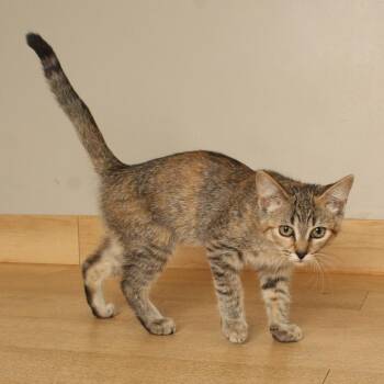 Mallard C70878 -  Domestic Short Hair Cat for Adoption in Minnetonka, Minnesota - Mallard C70878 | PetCurious