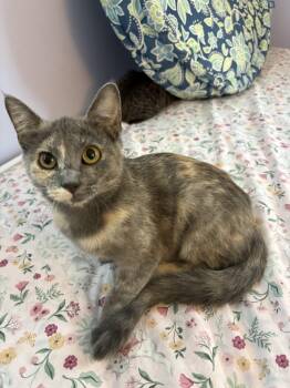 Rescue Domestic Short Hair Cats for Adoption in Treasure Island, Florida - Taffy | PetCurious
