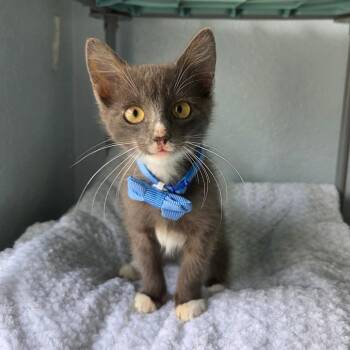 Wally -  Domestic Short Hair Cat for Adoption in Lutz, Florida - Wally | PetCurious