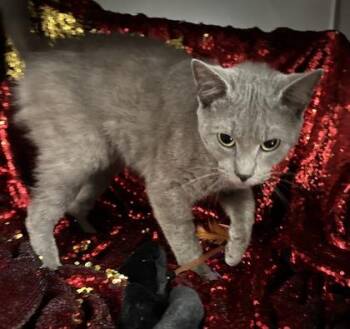 Domestic Short Hair Cats Available for Adoption - Little Boy (@ PetSmart) | PetCurious