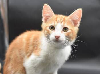 Horse -  Domestic Short Hair Cat for Adoption in Portland, Oregon - Horse | PetCurious