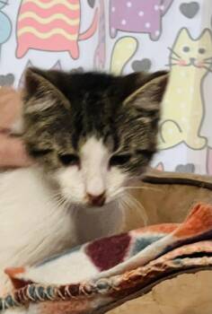 Rescue Tabby Cats for Adoption - Clover | PetCurious