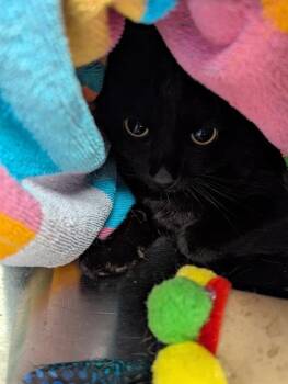 PACE -  Domestic Short Hair Cat for Adoption in Dallas, Texas - PACE | PetCurious