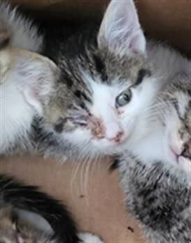 ORCHARD -  Domestic Long Hair Cat for Adoption in Dallas, Texas - ORCHARD | PetCurious