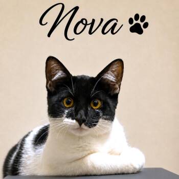 NOBLE NOVA - AMAZING TURKISH VAN BOY -  Turkish Van and Siberian Cat for Adoption in Oakwood, Georgia - NOBLE NOVA - AMAZING TURKISH VAN BOY | PetCurious