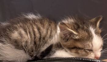 Rescue Domestic Short Hair Cats for Adoption in Chamblee, Georgia - Cosette [Blind] | PetCurious