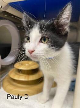 Pauly D -  Domestic Short Hair Cat for Adoption in Hobart, Indiana - Pauly D | PetCurious