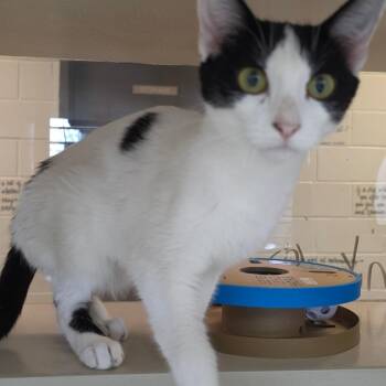 Jenny -  Domestic Short Hair Cat for Adoption in Marshalltown, Iowa - Jenny | PetCurious