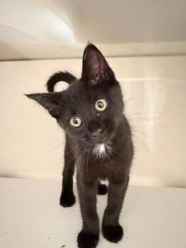 Eclipse -  Domestic Short Hair Cat for Adoption - Eclipse | PetCurious