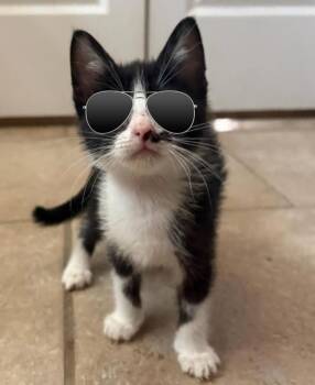 Domestic Short Hair Cats Available for Adoption in Green Valley, Arizona - Candy | PetCurious