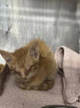 61772137 -  American Shorthair Cat for Adoption in El Paso, Texas - 61772137 | PetCurious