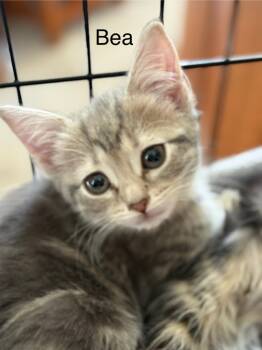 Rescue Domestic Medium Hair Cats for Adoption in Libertyville, Illinois - Bea | PetCurious