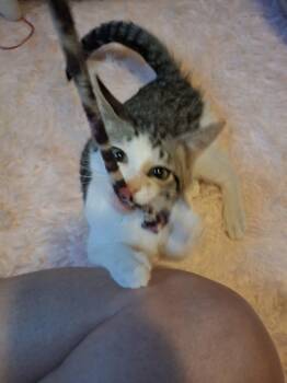 Colby -  Domestic Short Hair Cat for Adoption in Dayton, Ohio - Colby | PetCurious