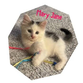 Mary Jane -  Domestic Medium Hair and Domestic Short Hair Cat for Adoption in Port Republic, Maryland - Mary Jane | PetCurious
