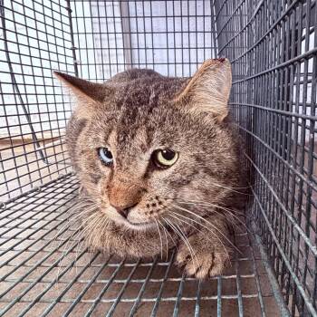 Floyd-Barn Cat -  Domestic Short Hair Cat for Adoption in Waterloo, Iowa - Floyd-Barn Cat | PetCurious