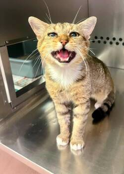 Fish Sticks -  Domestic Short Hair Cat for Adoption in Toronto, Ontario - Fish Sticks | PetCurious