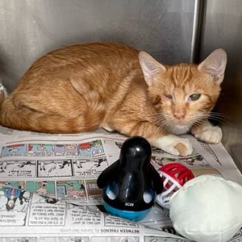 Rescue Domestic Short Hair Cats for Adoption in Hawthorne, California - Carrot | PetCurious