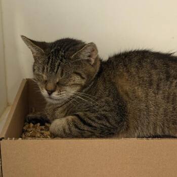 Bentley 31 -  Domestic Short Hair Cat for Adoption in Philadelphia, Pennsylvania - Bentley 31 | PetCurious
